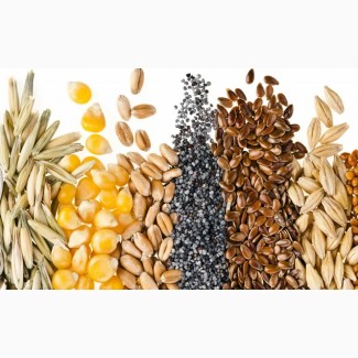 Семена масличных, зерновых, бобовых и кормовых культур