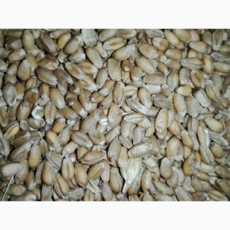 Пшеница фураж (5 класс)
