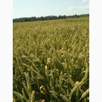 Семена яровых культур-пшеница, лен, вика