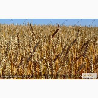 Продам: Cемена пшеницы. Цены и прайсы внутри