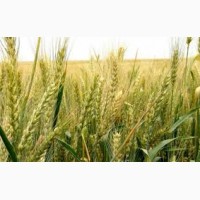 Семена озимой пшеницы сорт Стан ЭС/РС1