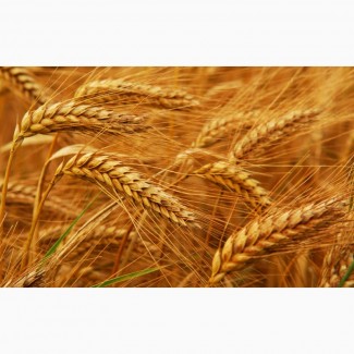 Семена пшеницы. Пшеница яровая мягкая Саратовская-68, репродукция-суперэлита
