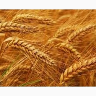 Продам зерновые пшеница
