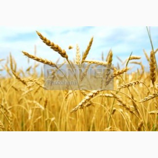 По заявке пшеница, ячмень, кукуруза