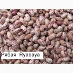 Продаём экологически чистую фасоль из Киргизии