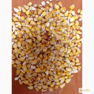 Продам зерно кукурузы фураж
