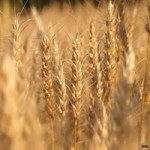 Пшеница 3 класса опт