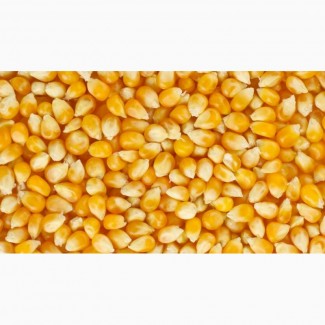 Закупаем Кукурузу фуражную в больших объёмах