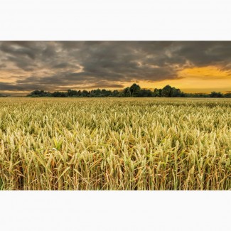 Семена озимой пшеницы Безостая 100, Граф, Кавалерка, Одари