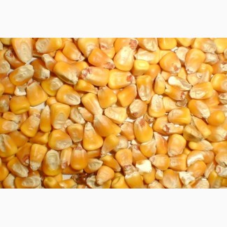 Продаем Фуражную Кукурузу из Южной Африки. Без ГМО