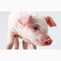 Премикс П51 (1%) для свиней, свиноматок, хряков-производ