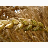 Семена озимой пшеницы Собербаш, Гром, Таня, Степь, Алексеич, Юка