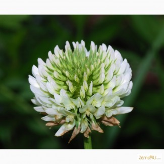 Клевер (белый) ползучий (Trifolium repens)
