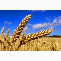 Пшеница яровая Экада 109 - семена