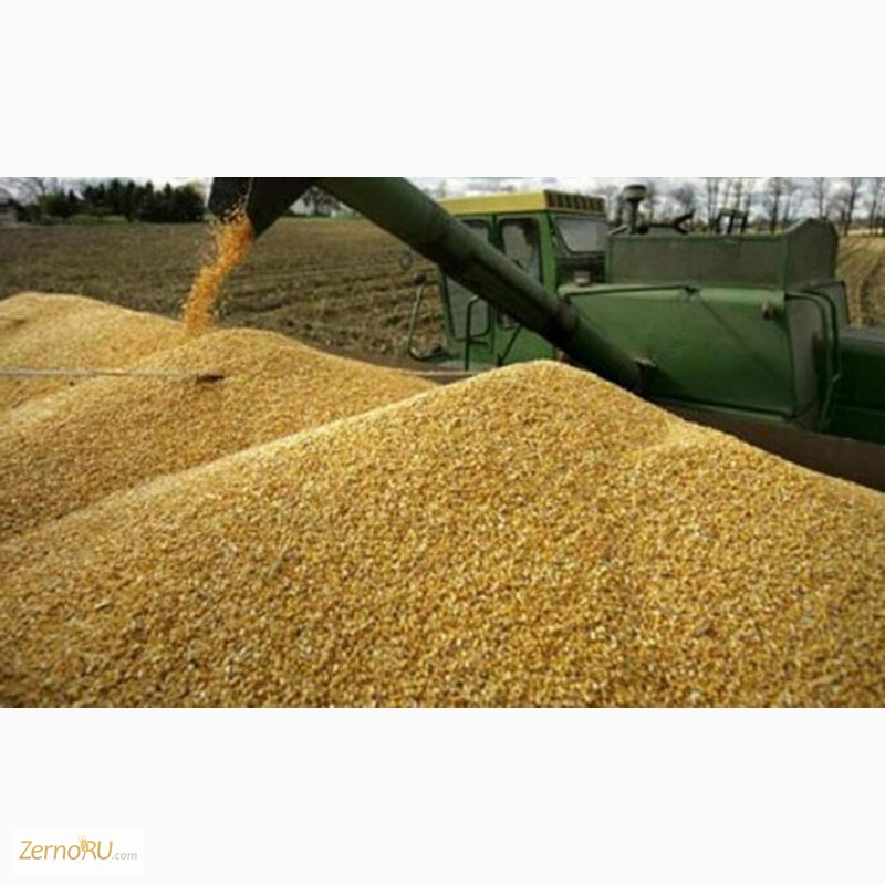 Продаем фуражное зерно оптом и в розницу,  — ZernoRU.com