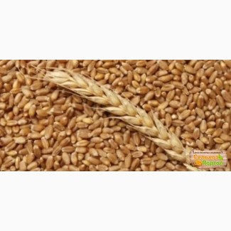 Продам пшеницу, свежий урожай 2018г