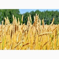 Семена озимой мягкой пшеницы сорт Баграт ЭС/РС1