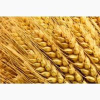 НОВИНКИ семян озимой пшеницы Донская степь, Жаворонок, Вольный Дон, Амбар, Вольница