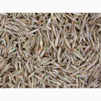 ООО НПП «Зарайские семена» закупаем семена овсяницы тростниковидной от 20 тонн