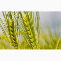 Пшеница яровая Фаворит - семена