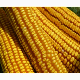 Продаю семена кукурузы сорт РОСС 199 МВ