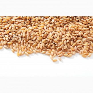 Закупаем пшеницу, ячмень, кукурузу, горох, рожь