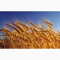 Закупаем зерно фураж 5 кл.от100-5000тн и более