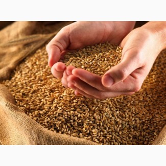 Продам пшеницу на экспорт 2, 3 класс FOB Odessa/ Wheat 2, 3 grade