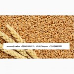 Пшеница 3, 4, 5 класс Экспорт из РФ