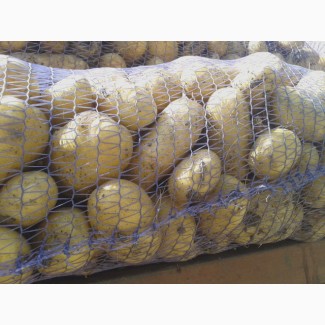 Картофель продовольственный оптом Ред Скарлет Импала Леони урожай 2018