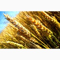 Пшеница яровая Тулайковская 10 - семена
