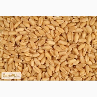 Предлагаем пшеницу 4 класса