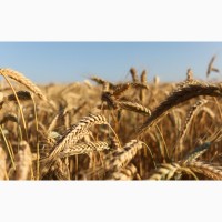 Пшеница яровая Тризо - семена