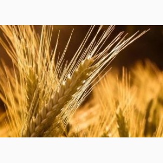 Семена пшеницы яровой Новосибирская 18 (ЭС, РС1)