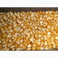 Семенная кукуруза Р-457, Р-458, Р-461