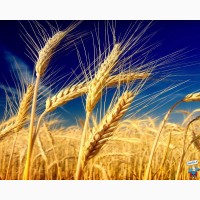 Пшеница яровая Сударыня - семена