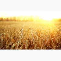 Пшеница яровая Симбирцит - семена