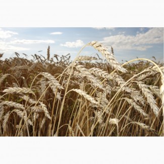 Семена пшеницы яровой Новосибирская 18 суперэлита
