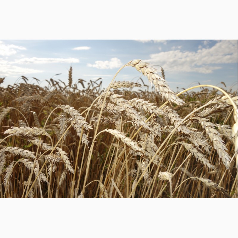 Продам/ семена пшеницы яровой Новосибирская 18 суперэлита .