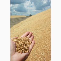 Пшеница продовольственная и фуражная. Экспорт из России во все страны мира