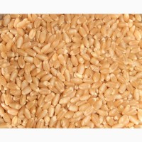 Пшеница продовольственная и фуражная. Экспорт из России во все страны мира