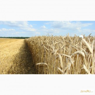 Семена пшеницы ЭЛИТА ур.2021г