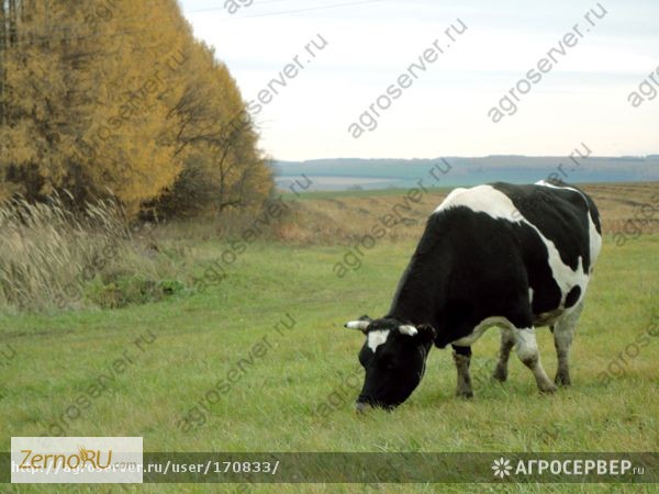 Продам: Пастбищные и сенокосные травосмеси производства РФ