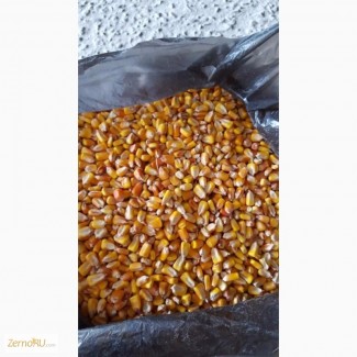 Продам зерно кукурузы продовольственную