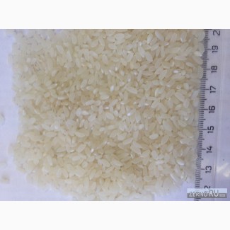 Продаем рис сорт Рапан на экспорт