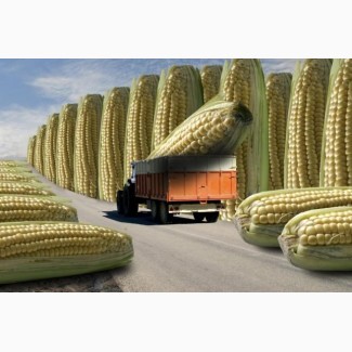 Канадский трансгенный гибрид кукурузы skeena ff 199 фао 250