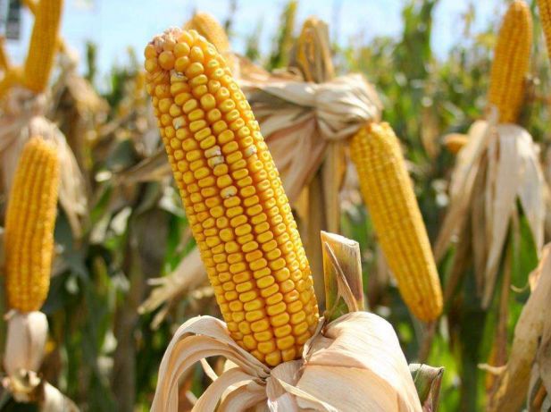 Фото 2. Канадский трансгенный гибрид кукурузы skeena ff 199 фао 250