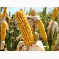 Канадский трансгенный гибрид кукурузы skeena ff 199 фао 250