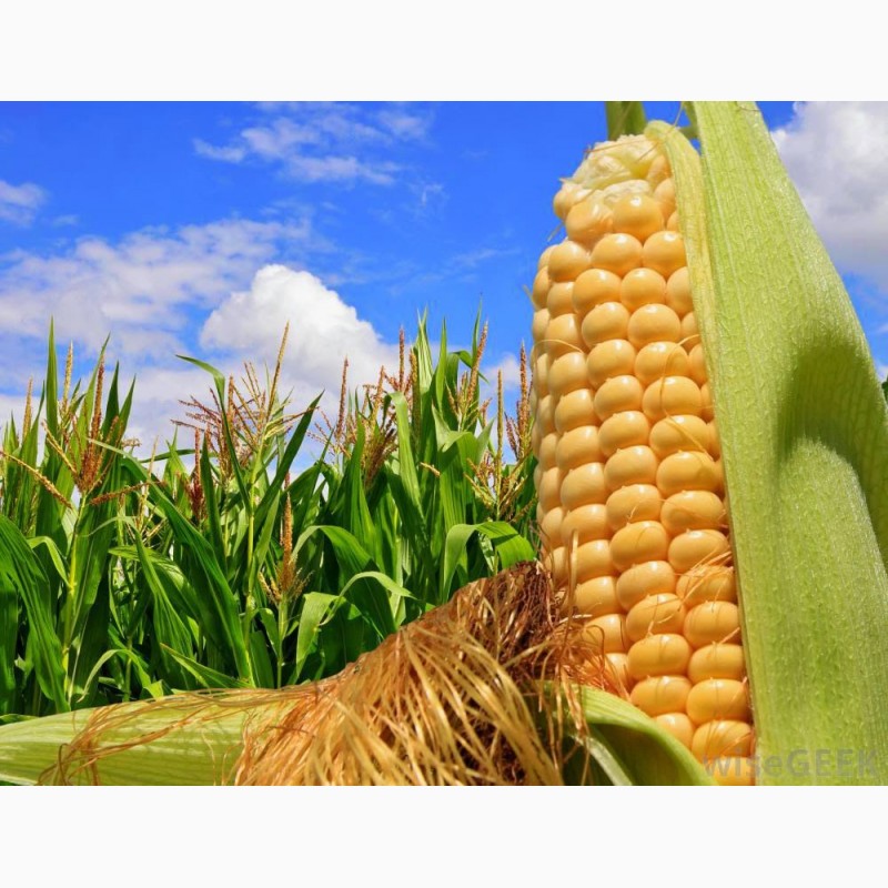 Фото 3. Канадский трансгенный гибрид кукурузы skeena ff 199 фао 250