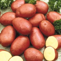 Картофель продовольственный урожая 2017 г, высшего качества крупным оптом